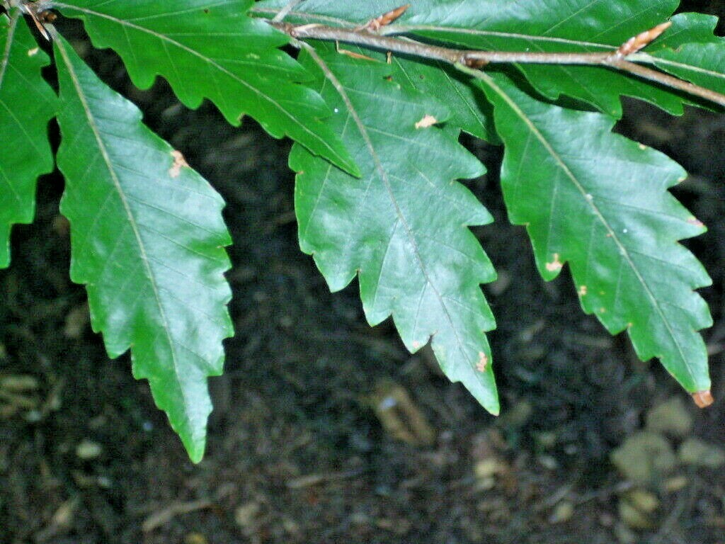 12 AMERICAN BEECH SEEDS – Fagus grandifolia