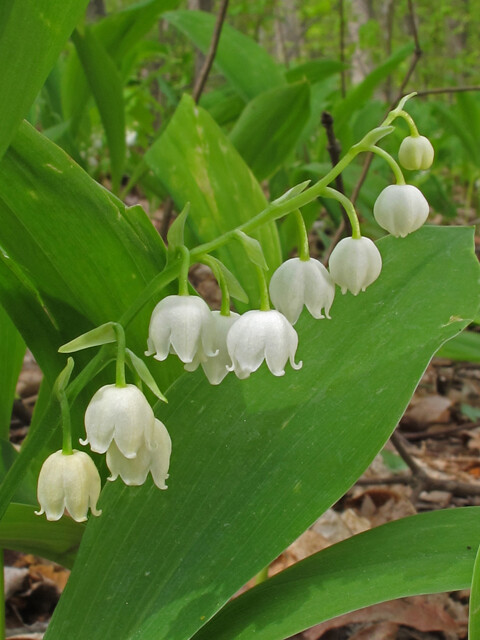 (10) Lily of the Valley (Convallaria Majalis)