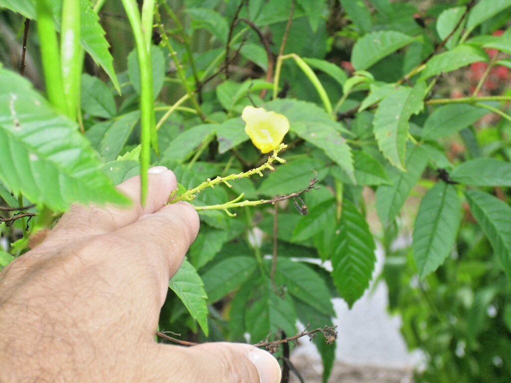 20 YELLOW BELLS SEEDS ( ESPERANZA ) – Tecoma stans