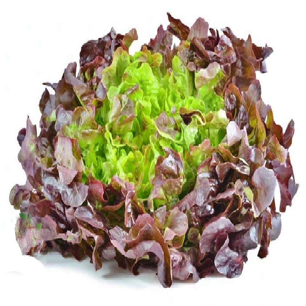 Burgundy Boston Lettuce Box Garden Seeds LLC Heirloom Butterhead Seed