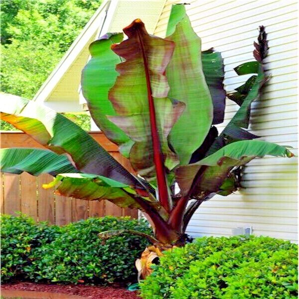 10 Red Abyssinian (Musa Ensete ventricosum) False Banana Plant Tree Seeds RARE