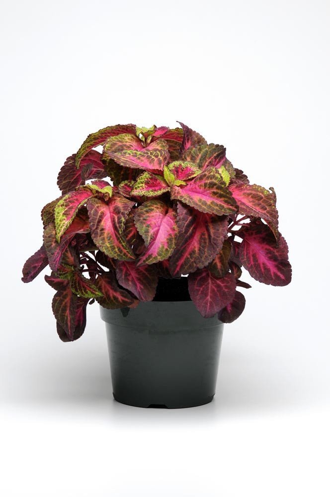 MPB#1 Coleus Premium Sun Rose Lime Magic Coleus Seeds