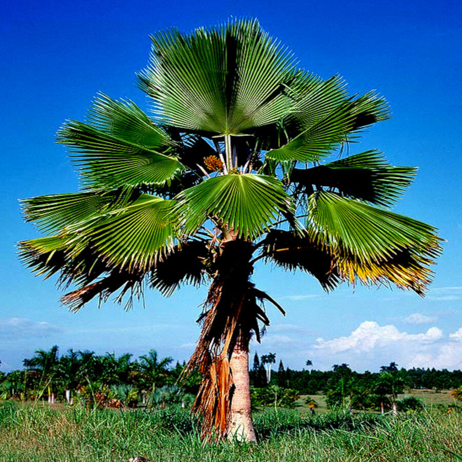 100 Fiji Fan Palm Tree Seeds (Pritchardia pacifica) Fast Growing Tropical Plant