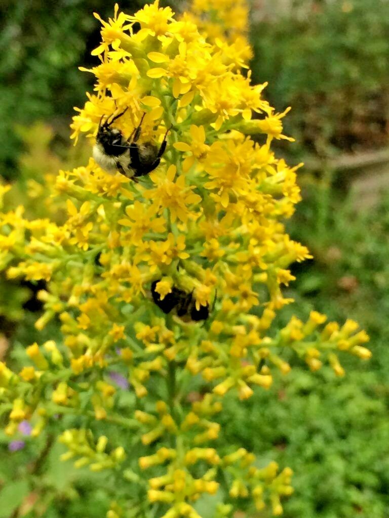 101+SHOWY GOLDENROD Seeds Perennial Native Wildflower Pollinators Autumn Flowers