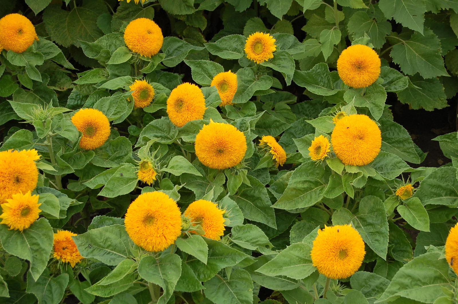 Teddy Bear Sunflower Seeds | Dwarf Fluffy Gold Sun Flower Sungold Seed 2024 NEW