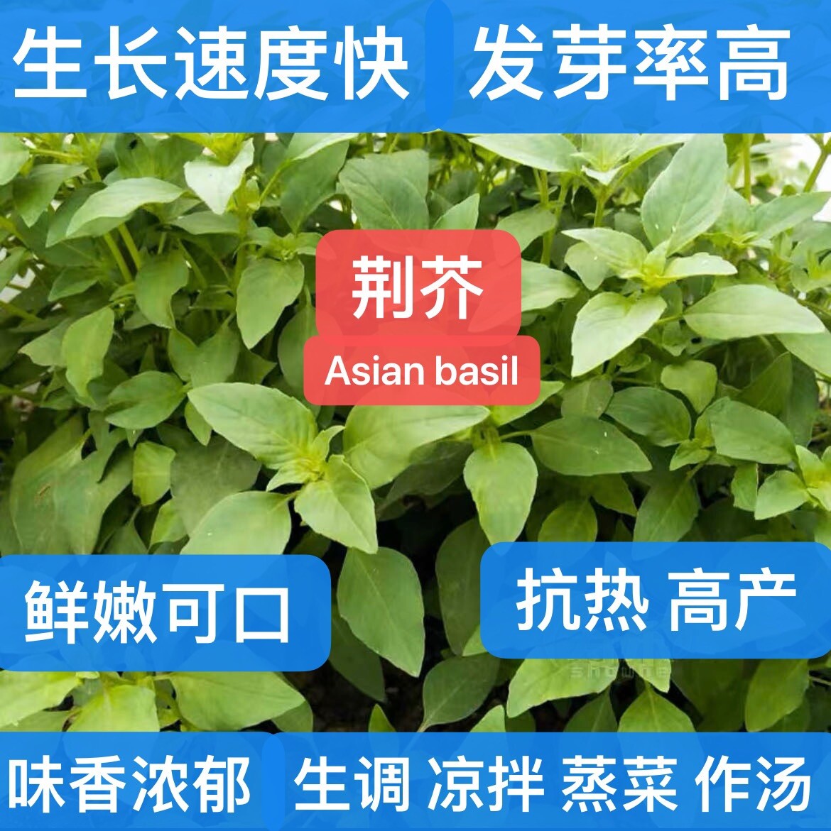 260+ Large Leaf Asian Basil Seeds NON-GMO SEEDS. 260多粒大叶荆芥种子. 2023年新产种子