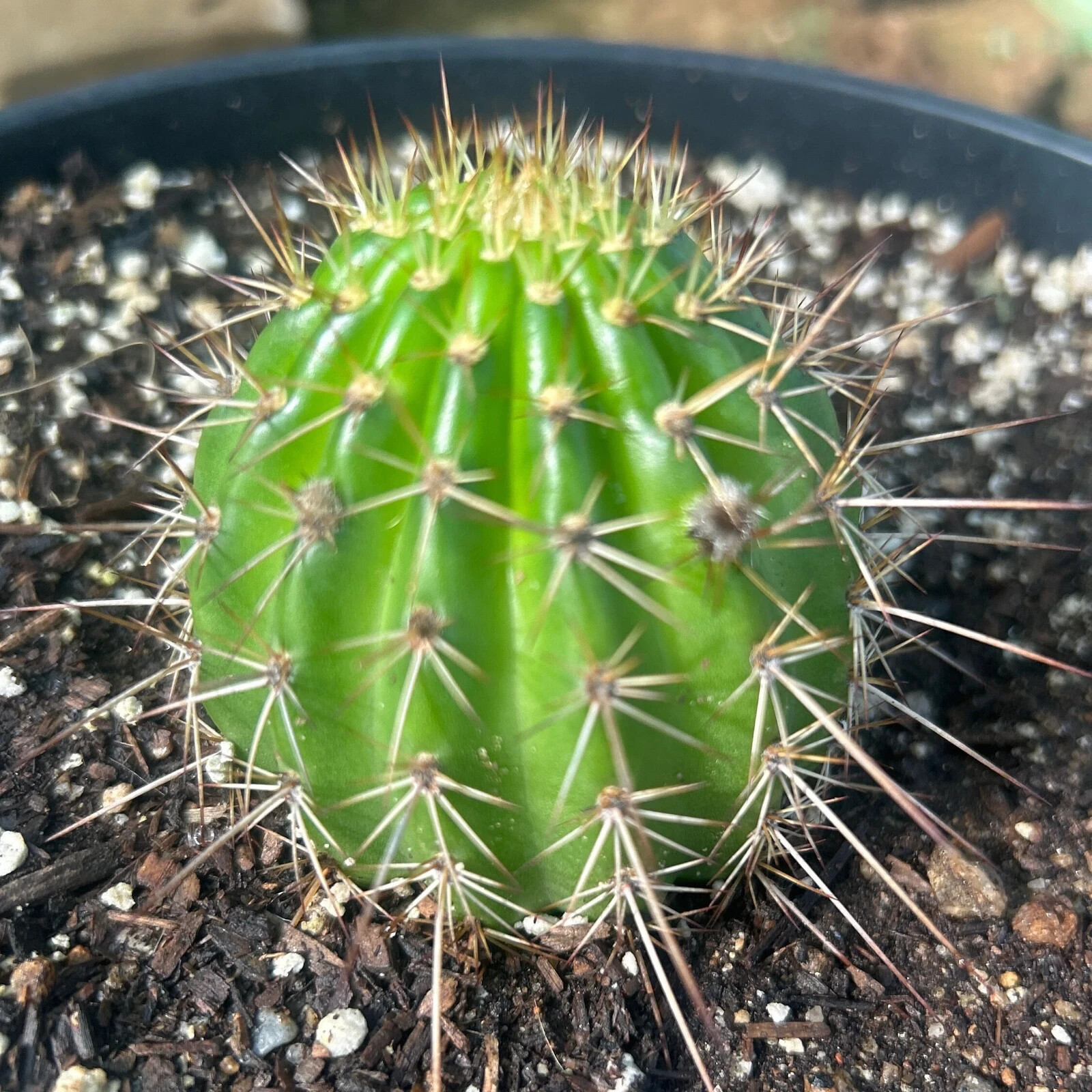 NEW,T. Cereus,Hybrid,STRAWBERRY CHEESCAKE,Echinopsis ,Cactus,Beautiful,Succulent