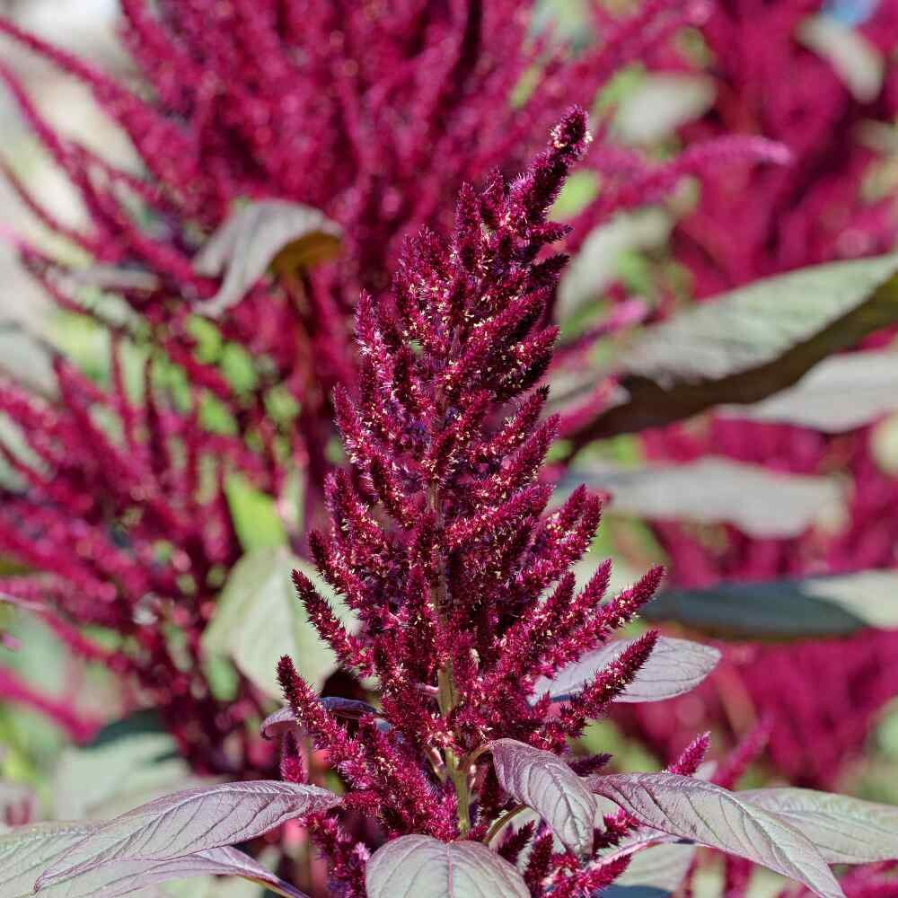 Red Amaranth (Amaranthus Cruentus) Seeds
