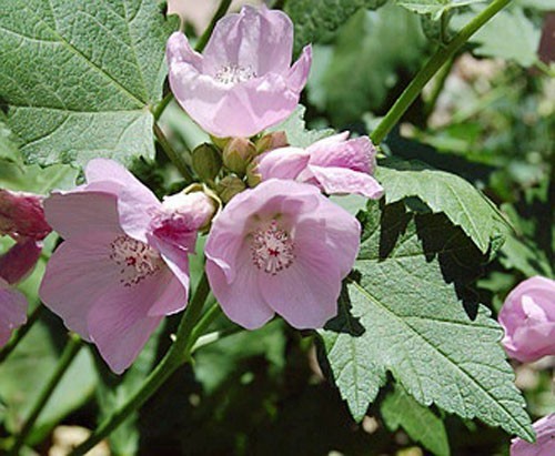 Sphaeralcea rivularis | Streambank Globemallow | 10 Seeds