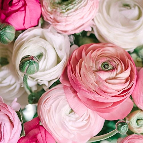 Ranunculus Pastel Mix – Persian Buttercup Bulbs (Not Seeds) – 10 XL Bulbs