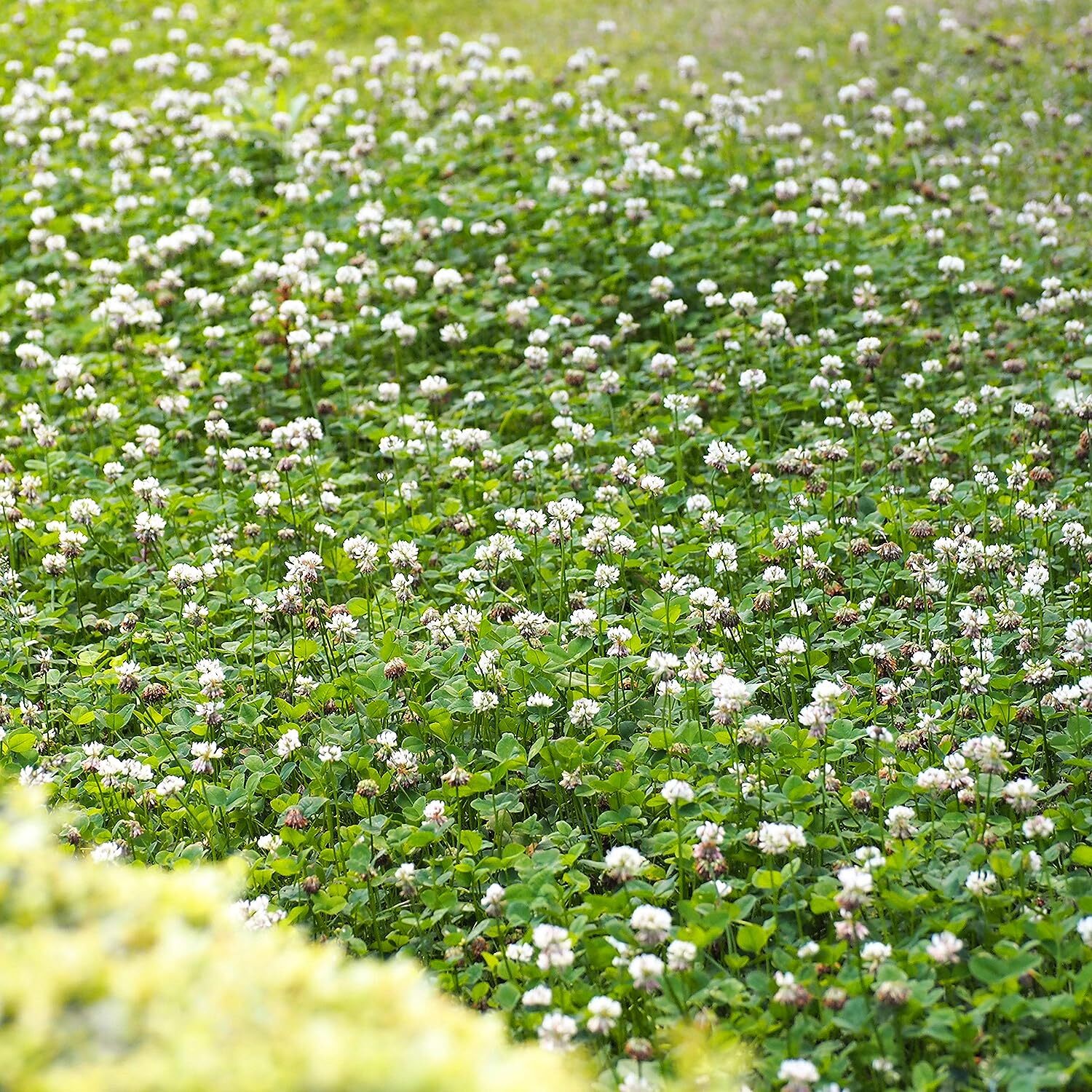 5lb Perennial White Dutch Clover Seed for Erosion Control, Ground Cover, Pasture