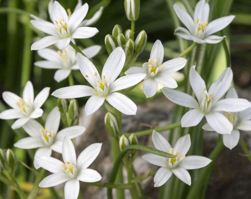 Star Of Bethlehem. Beautiful Little Flower. Perennial Garden Plant