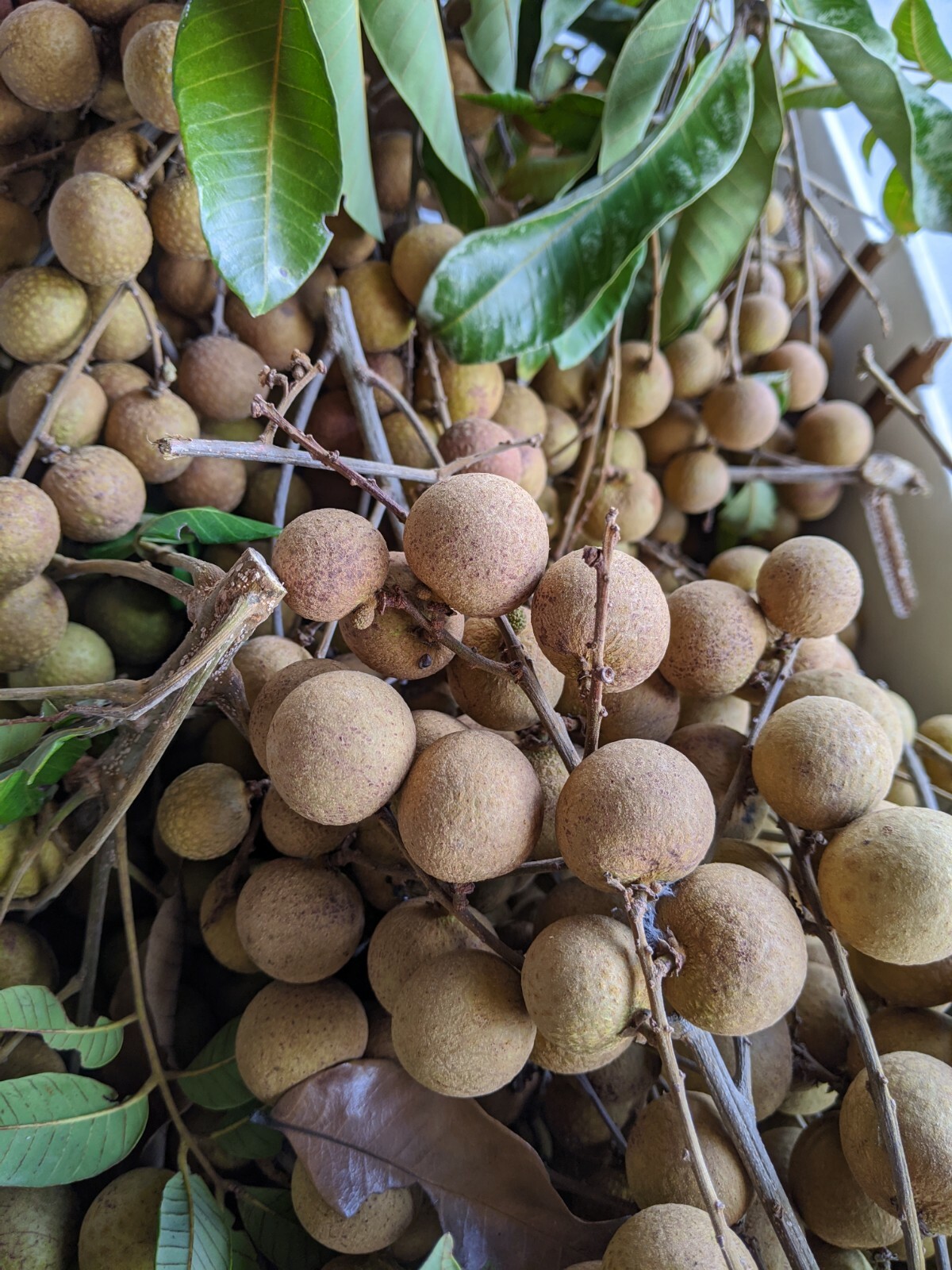 Organic Kohala Longan Tree, cây Nhãn Hawaii, 18″ -20″ tall