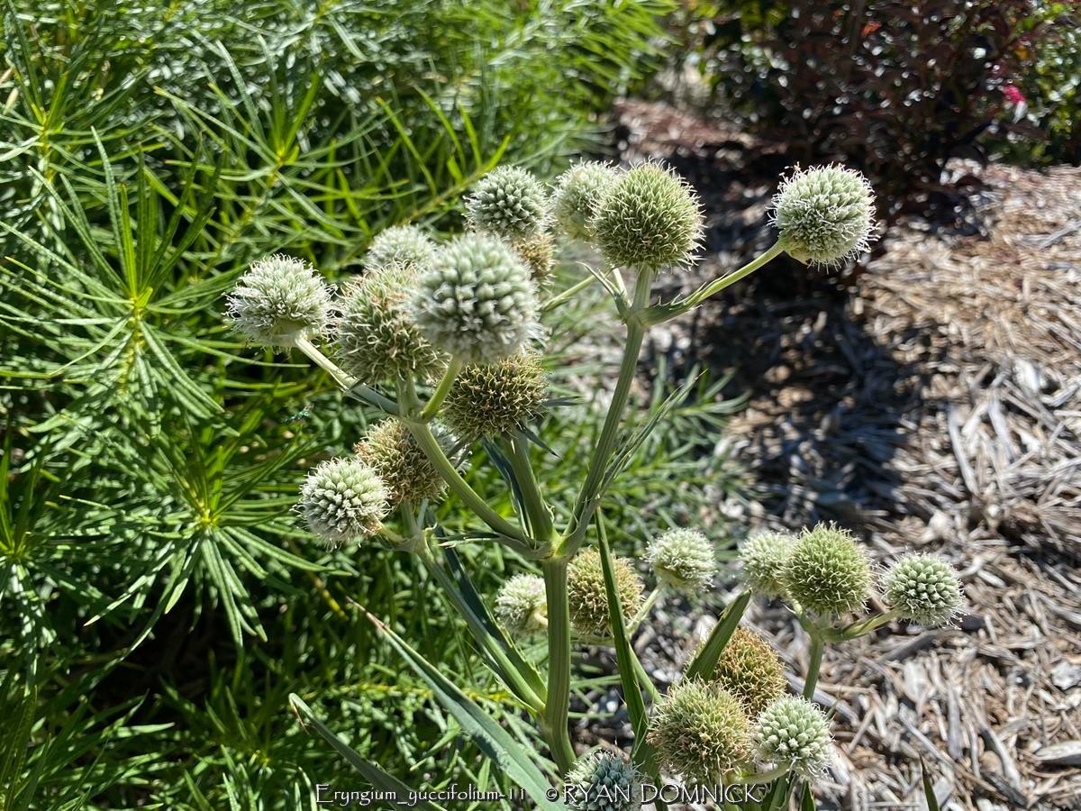 BULK SEEDS!…Eryngium yuccifolium…Rattlesnake Master…QTY/bag=1000