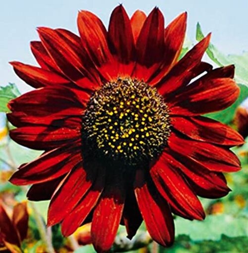 Velvet Queen Sunflower Seeds for Planting | Heirloom | Non-GMO | 50 Sunflower