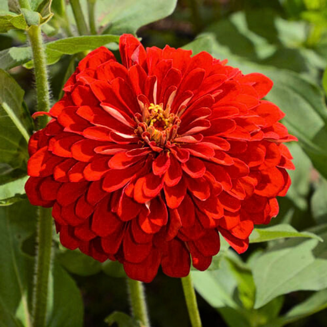 Fresh Premium Zinnia Seeds | Scarlet Flame | Heirloom Non-GMO | Flower Seeds