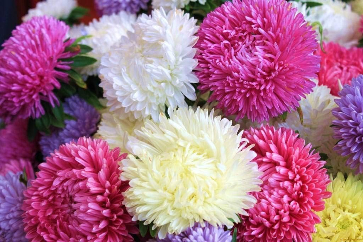 Seeds Aster Pompon Mix Giant Flower Annual Outdoor Garden Cut for Planting Non G