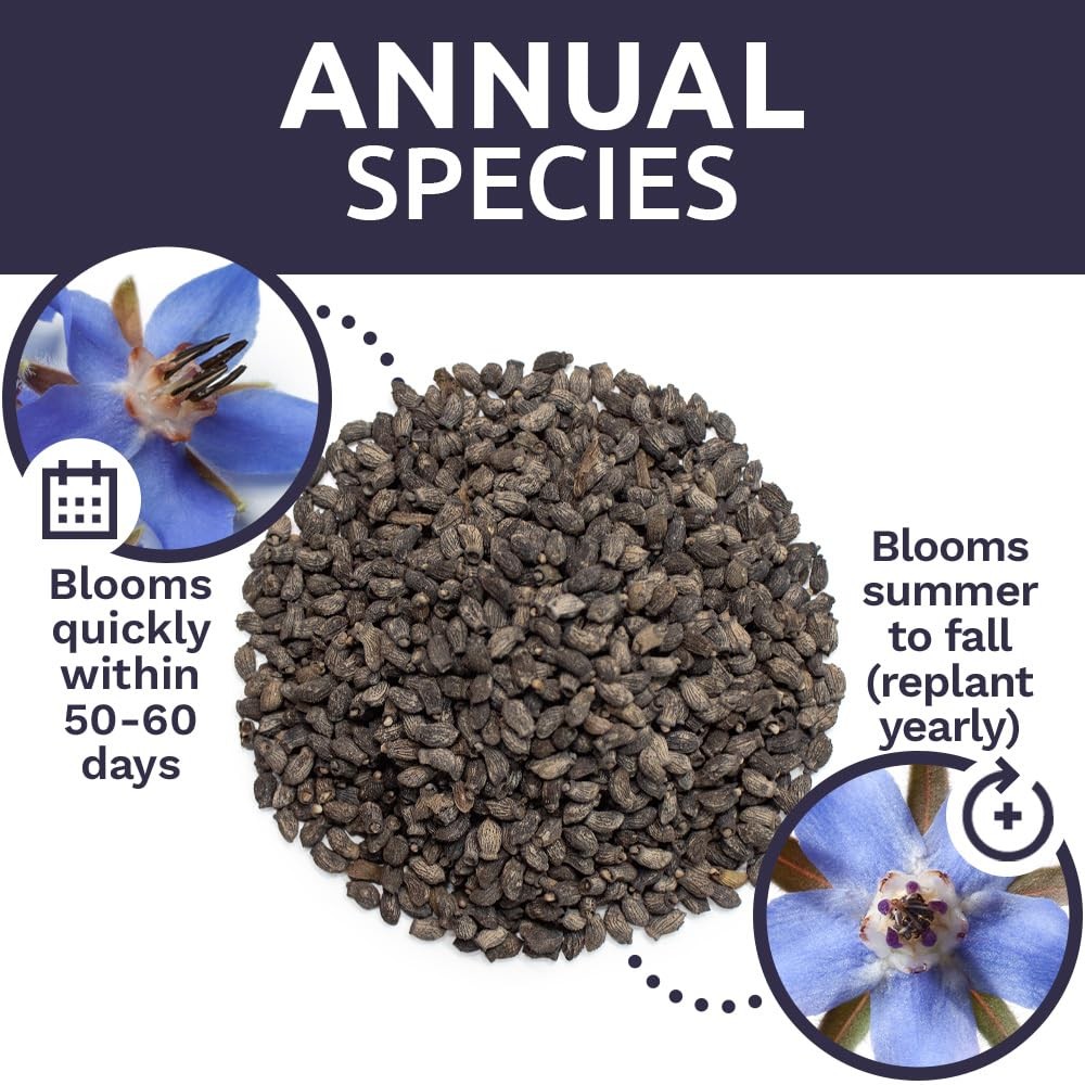 Borage Seeds Bulk 5,000+ NonGMO Open Pollinated Wildflower Seeds