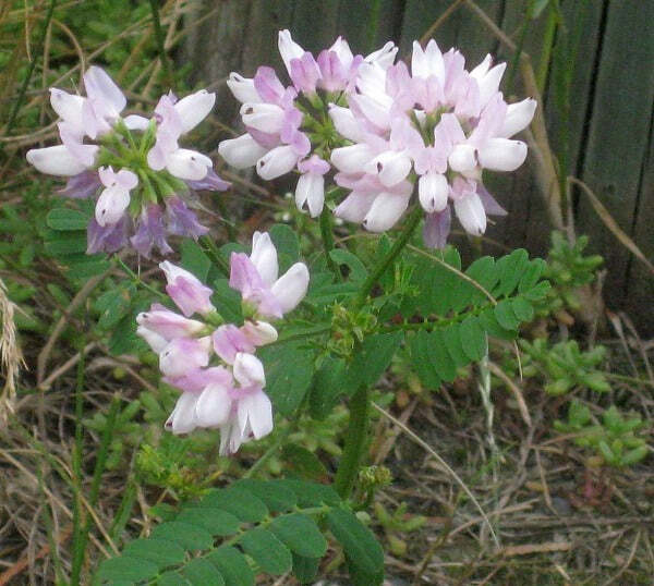 Coronilla varia | Crown Vetch | 100 Seeds