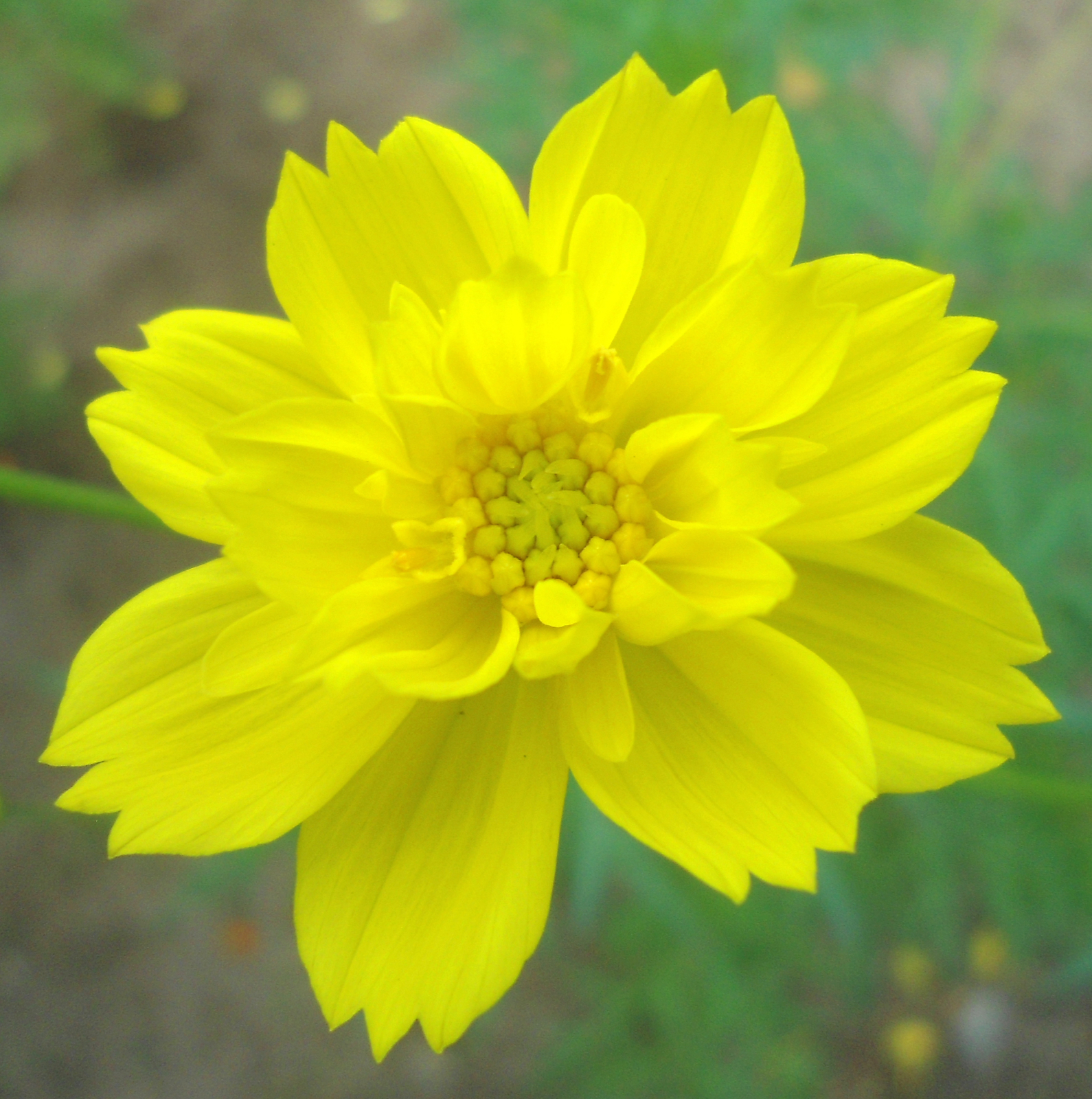 500 YELLOW SULPHUR COSMOS Seeds (Cosmos sulphureus) | NON-GMO | Free shipping