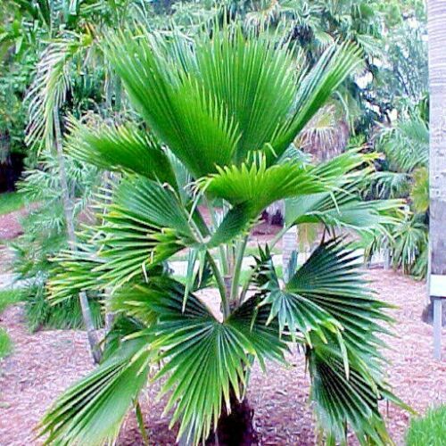 100 Fiji Fan Palm Tree Seeds (Pritchardia pacifica) Fast Growing Tropical Plant