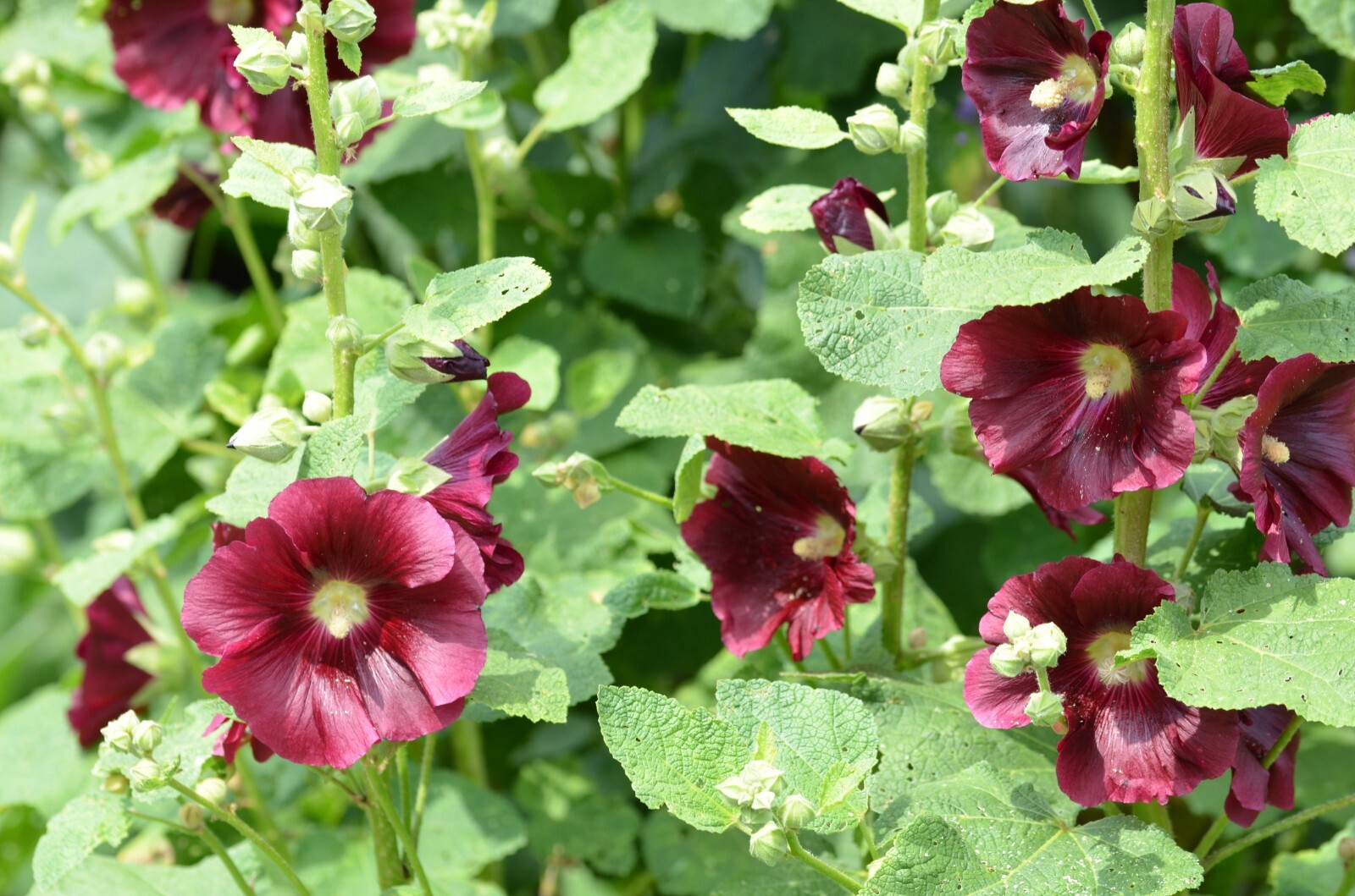 BLACK HOLLYHOCK Seeds *FREE Shipping!* Alcea rosea Nigra Hollyhock Flower Seeds
