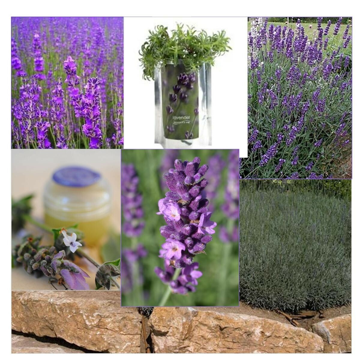 200+ English Lavender Seeds Heirloom NON-GMO Always Fresh Seeds
