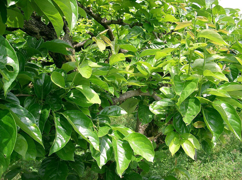 Japanese Persimmon, Diospyros kaki, Tree Seeds