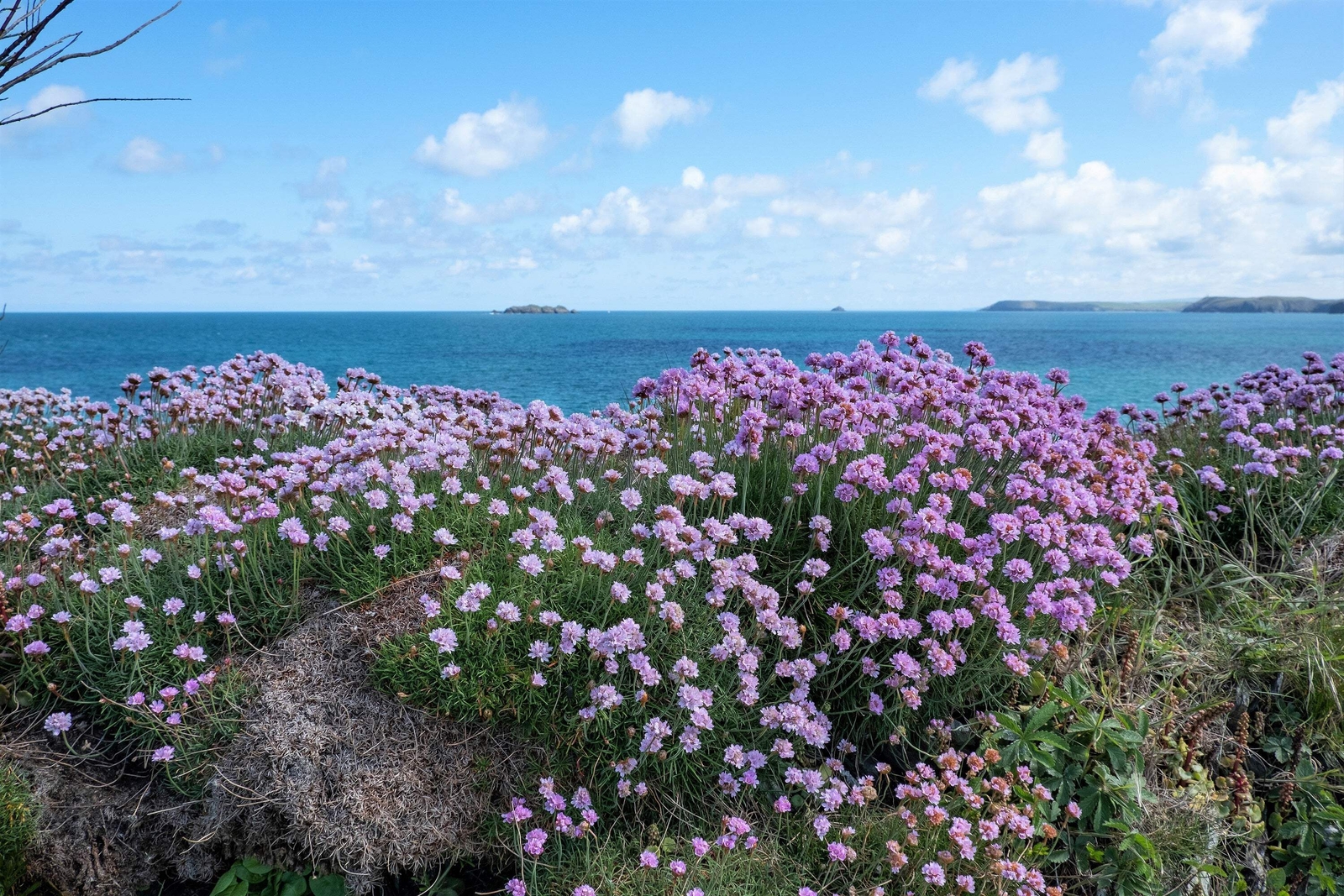 50 SEA THRIFT Armeria Maritima California Sea Pink Cliff Rose Flower Seeds