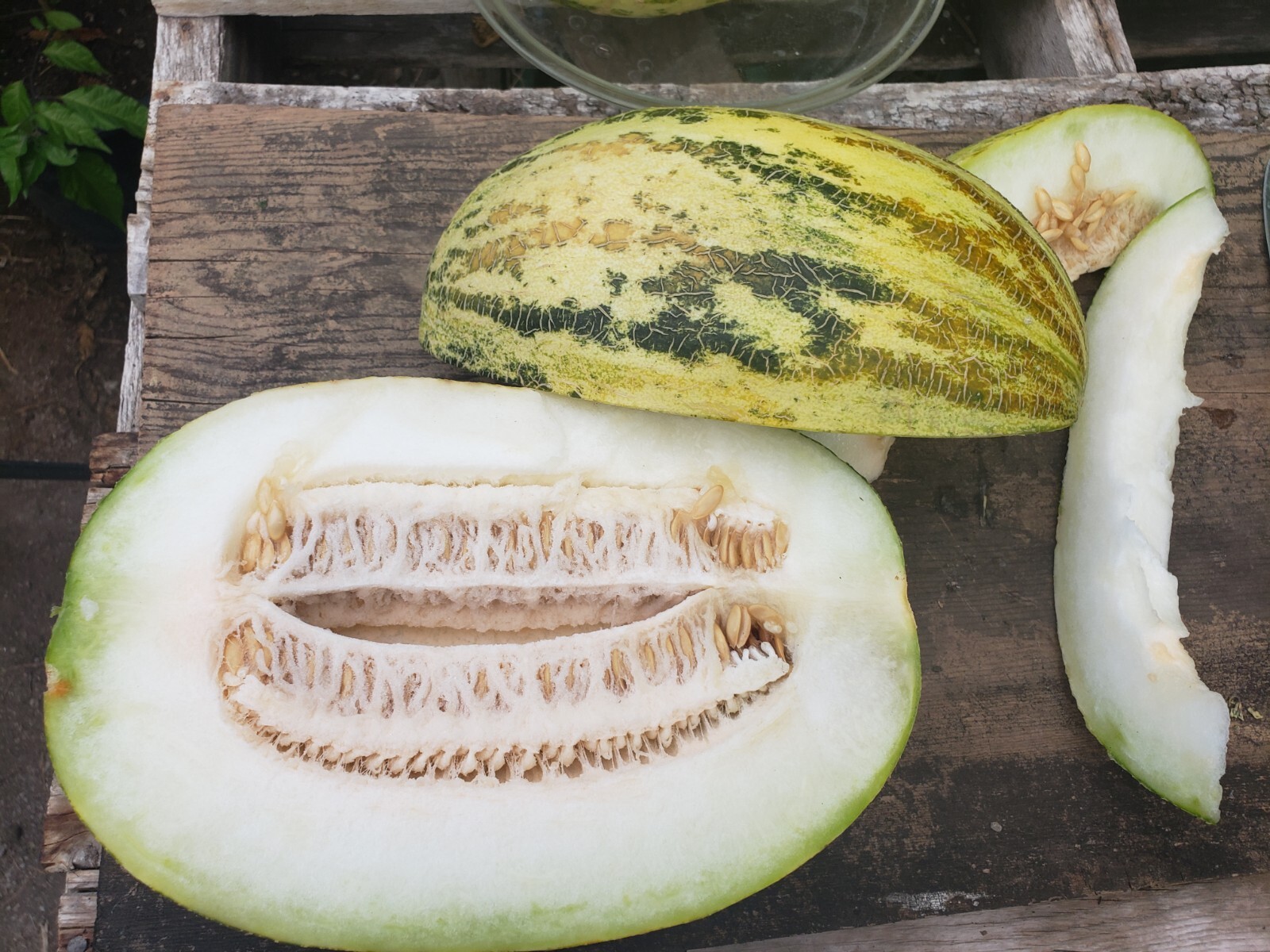 Polish Honey Melon Seeds Organic Heirloom Sweet Banana Cream Pie Aroma -Tracking