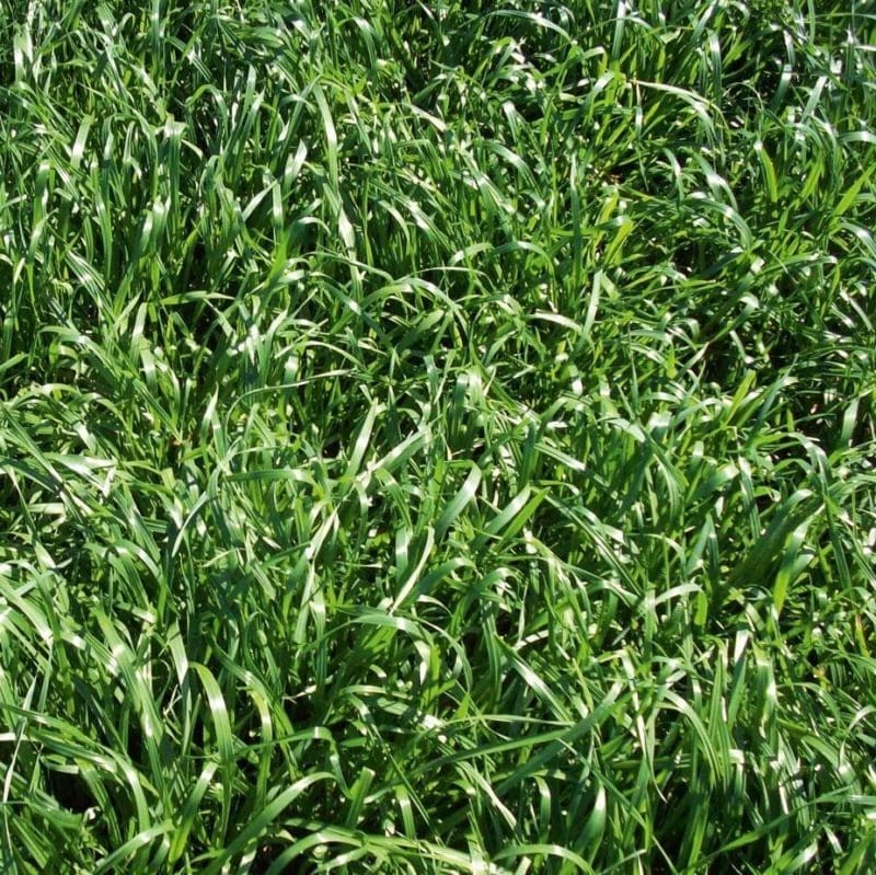 Annual Rye Grass Lawn Seed Cool Season Pasture Forage Cover Crop Erosion