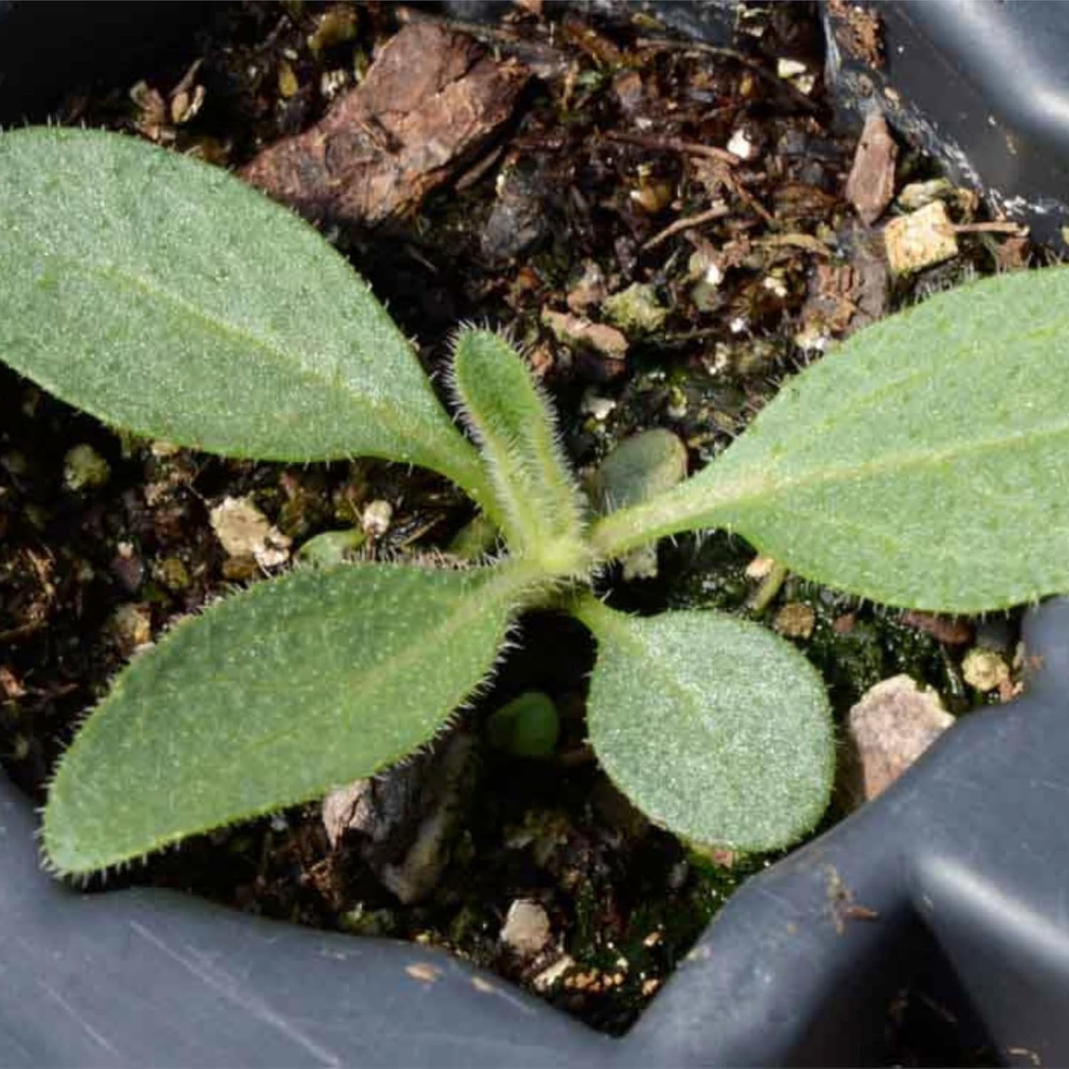 120,000+ Resealable Black Eyed Susan Seeds – Attracts Pollinators in Full Sun