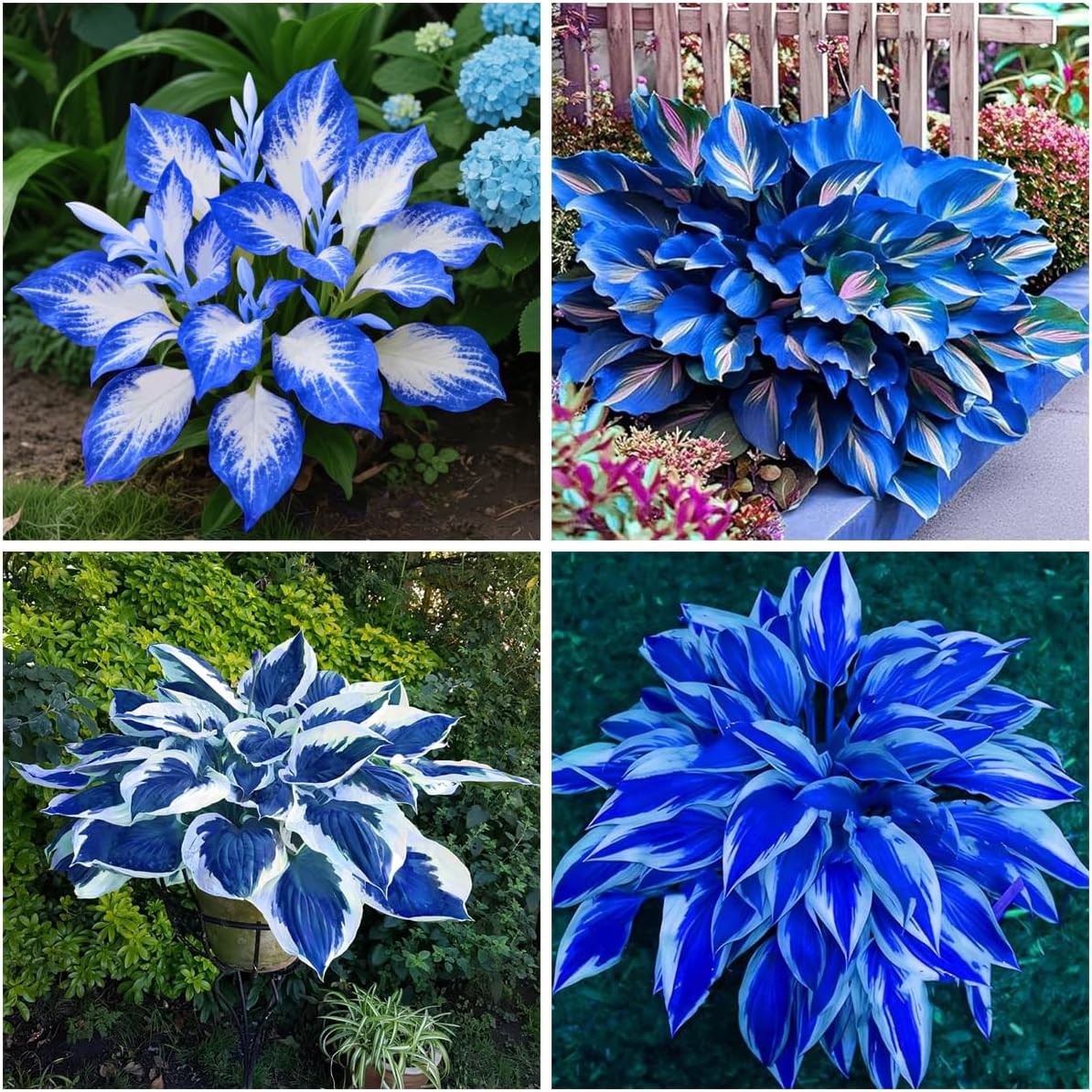 150+ Hostas Seed Midnight Blue for Planting Outdoors-Rare Hostas Seeds Dark Blue