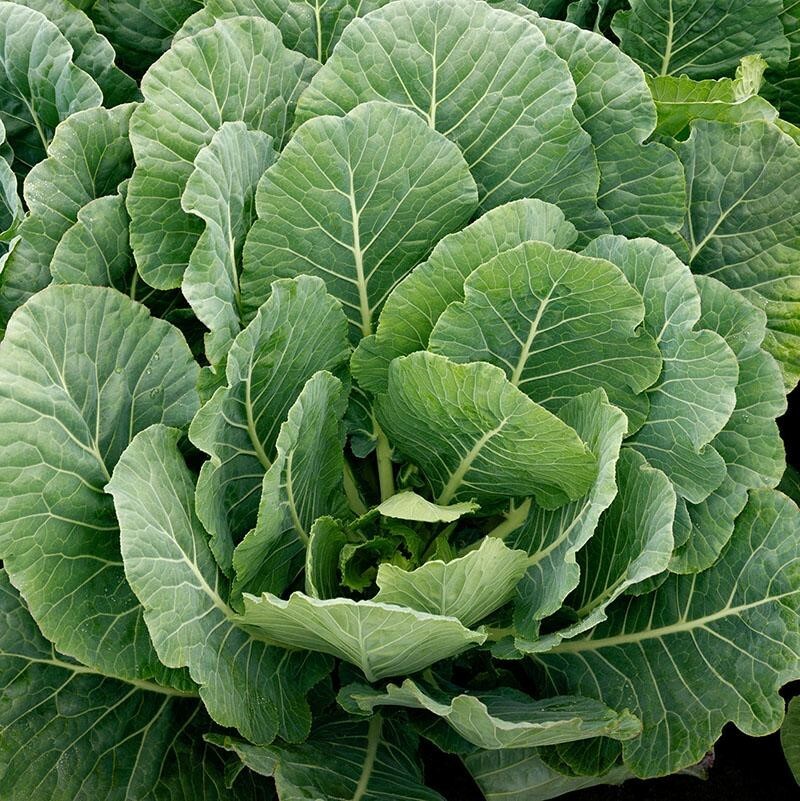 Vates Collard Greens Seeds | Southern Vegetable Collards Green Kale Seed 2023