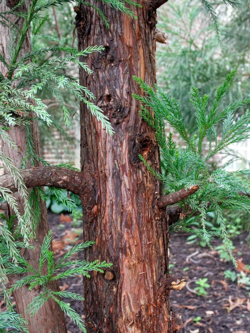 50+ Japanese Red Cedar Seeds Cryptomeria japonica Sugi Evergreen Bonsai