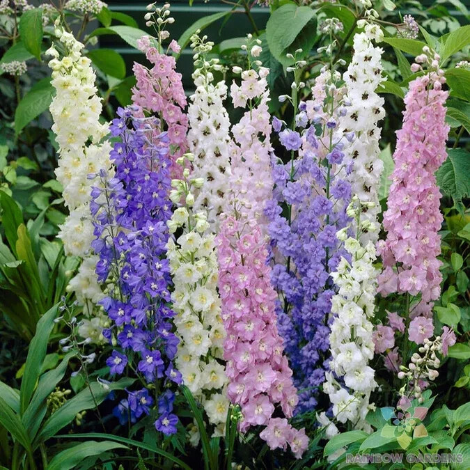 200+ Standard Mix Delphinium Seeds for Garden Planting – USA – FREE SHIPPING!