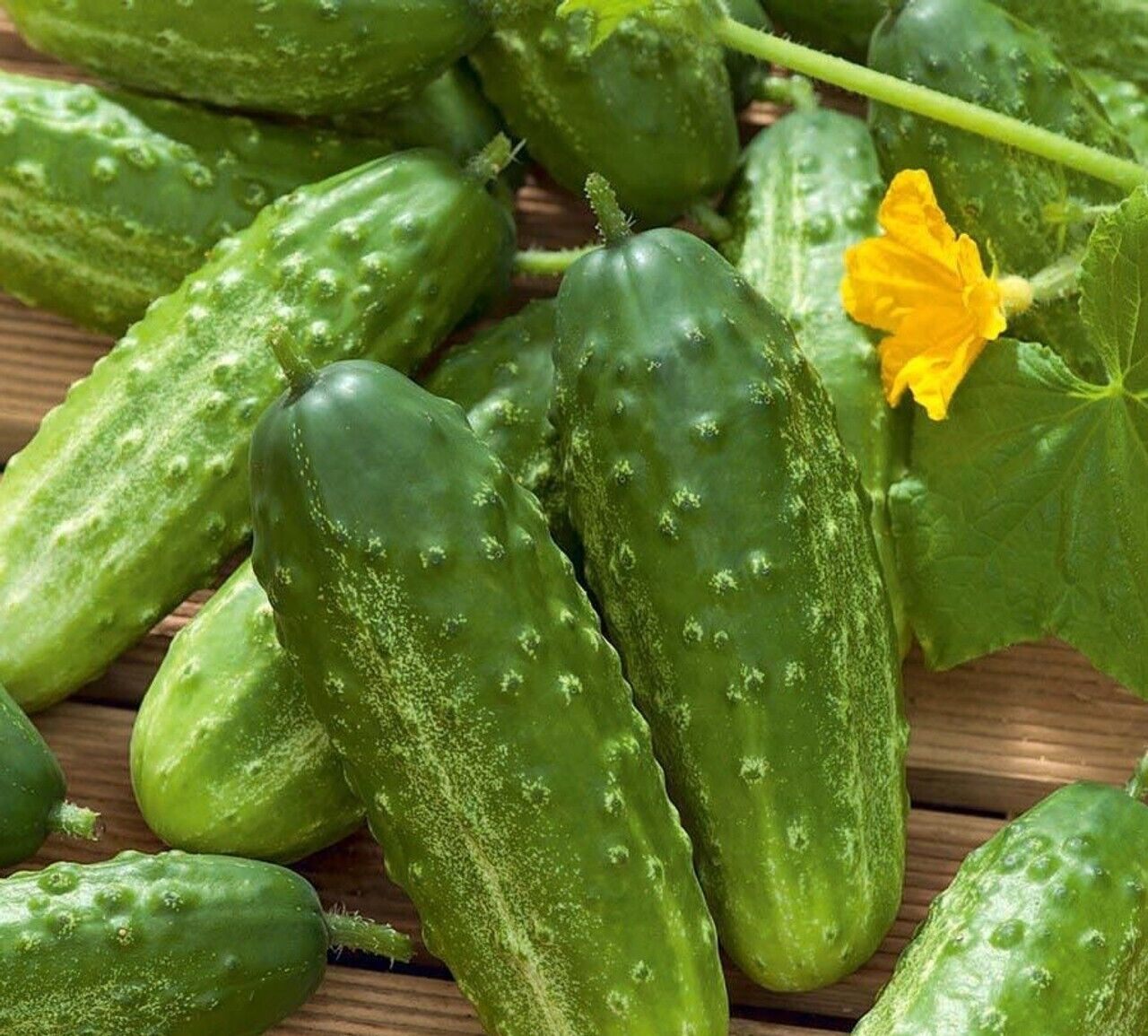 20 – Cucumber Seeds – Heirloom Harvest of Premium – Fresh Wisconsin 58 – B 88