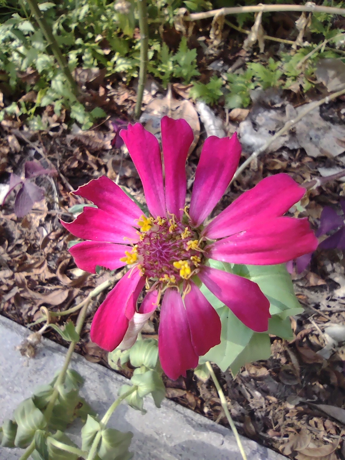 Zinnia Seeds, 5 Dry Head,Giant Cut Come Again, Zinnia Flower Seed,Free Shipping