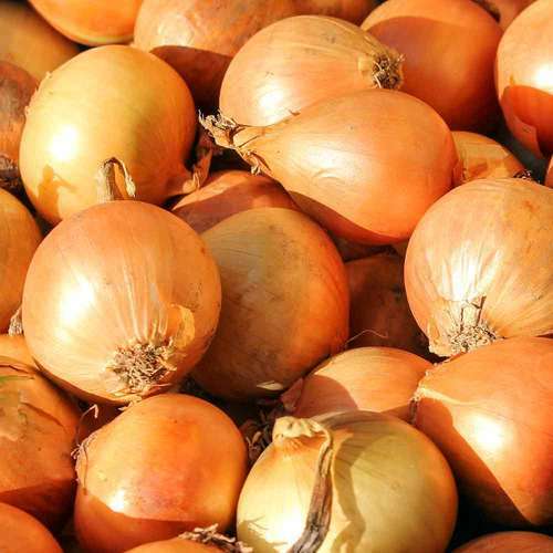 YELOW SWEET SPANISH ONION SEEDS NON-GMO many uses fantastic flavor HEIRLOOM SEED