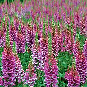 Digitalis purpurea Candy Mountain Original (Rose) 500 seeds