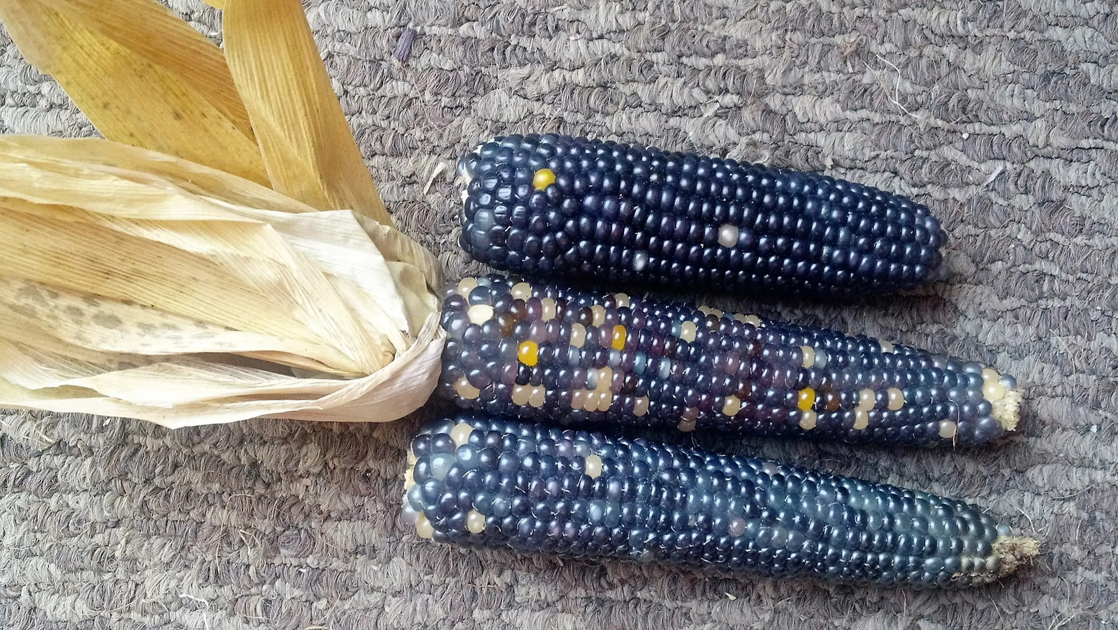 Shades of Blue Ornamental Corn Seeds | Blue Glass Gem Popcorn Hopi Seed 2024
