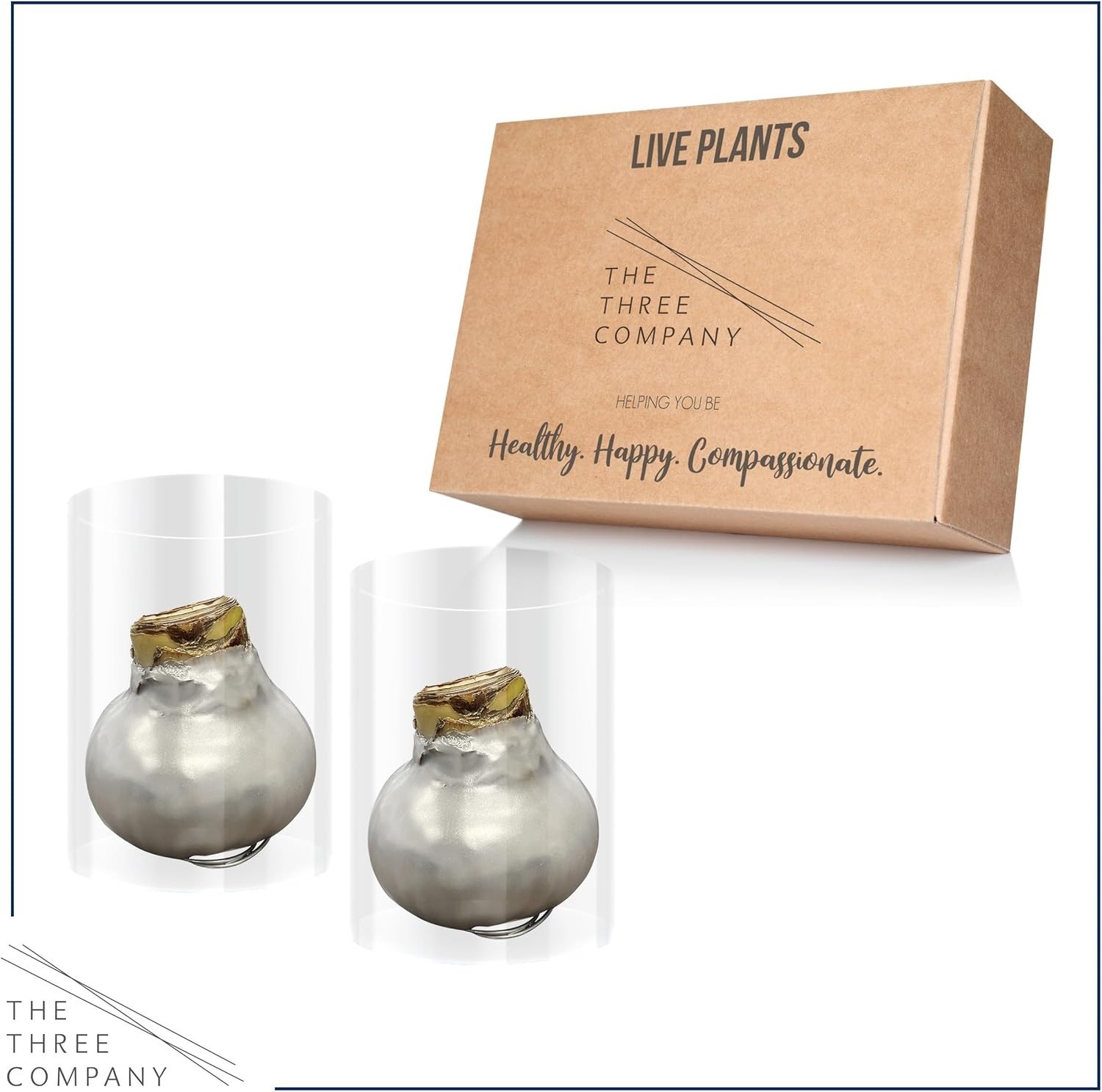 Silver Wax Amaryllis Bulbs – 2-Pack Live Holiday Plants