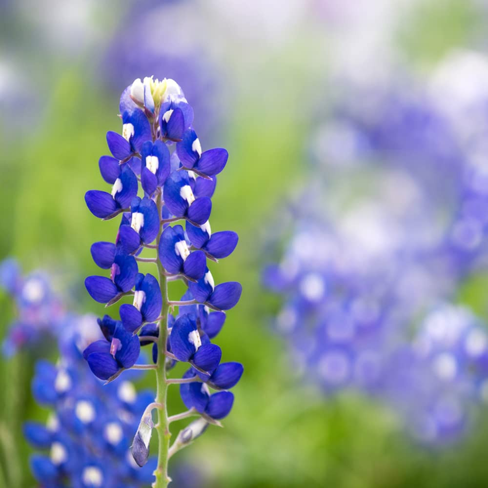 Texas Bluebonnet Wildflower Seeds (Lupinus texensis) – Over 750 Premium Seeds