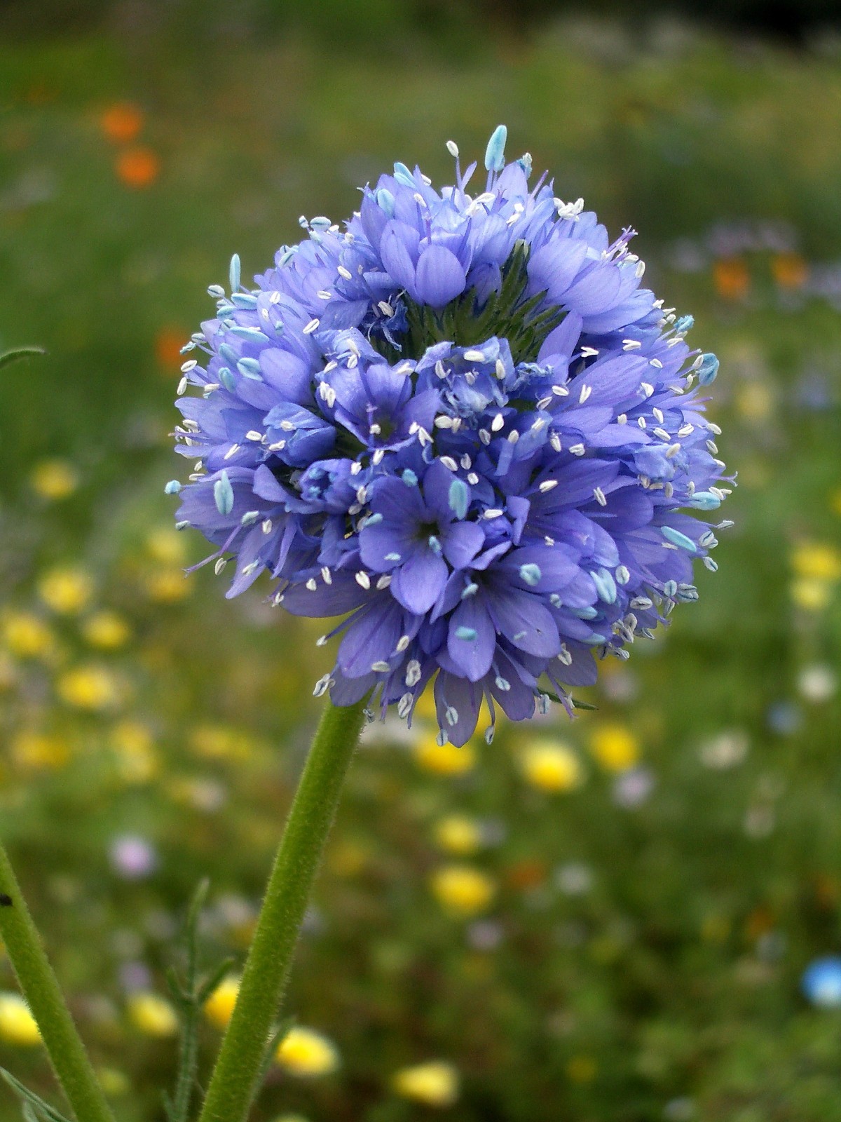 Globe Gilia Seeds for Wild Flower Garden for California Native Pollinator Seed