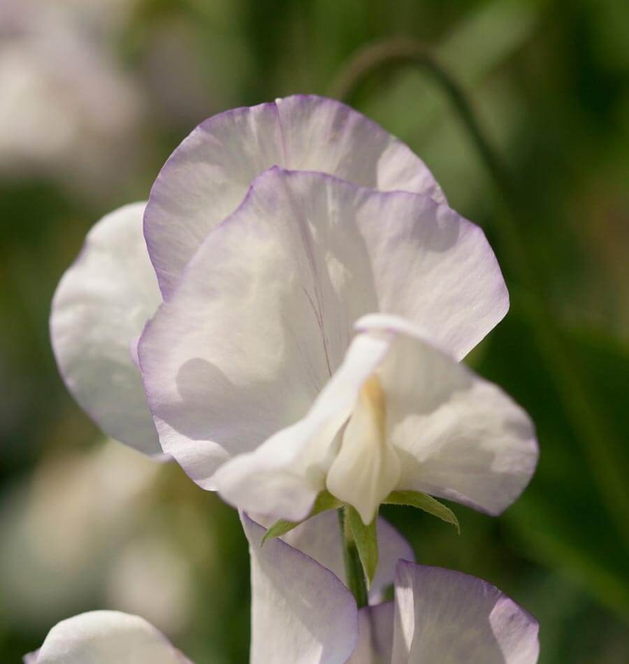 High Scent Sweet Pea Seeds Lathyrus odoratus Free Shipping!