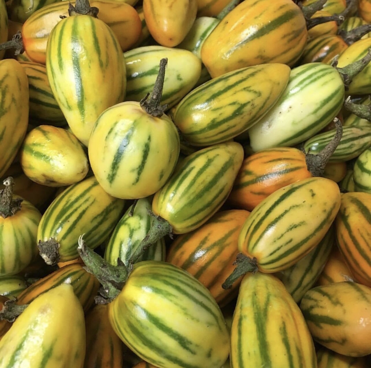 Striped Togo Eggplant Seeds | Heirloom | Organic | Rare Variety | Aubergine