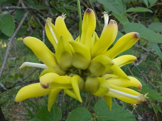 MUCUNA SLOANEI SEED RARE GOLD JADE VINE, SOUTH AMERICAN, Hamburger Sea Bean