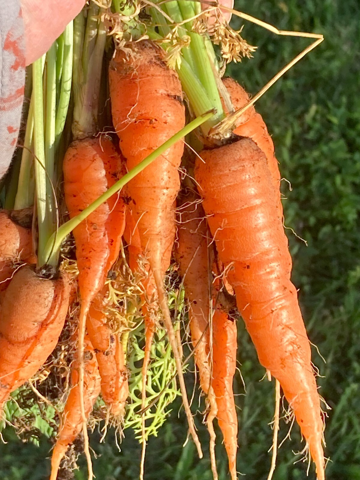 Tendersweet Carrot Seeds 600+, Open Pollinated, Heirloom, NON-GMO, FREE SHIPPING