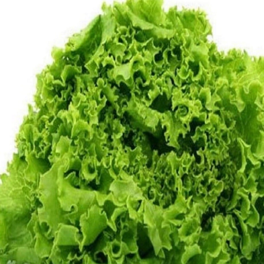 Salad Bowl Green Lettuce, 150+ Seeds~ Heirloom~Organic~NON-GMO. FREE SHIPPING