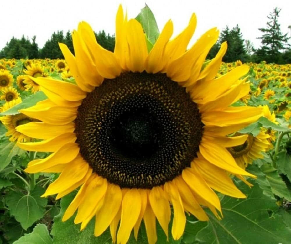 8 Species Mix Sunflower Seeds For Planting Assorted Variety Sun Flower Seed 2024